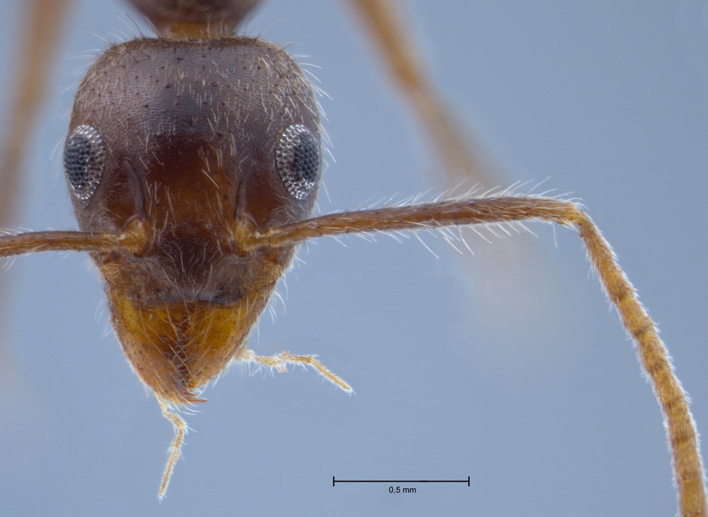 Foto Technomyrmex grandis Emery, 1887 frontal