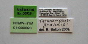 Technomyrmex grandis Emery, 1887 Label