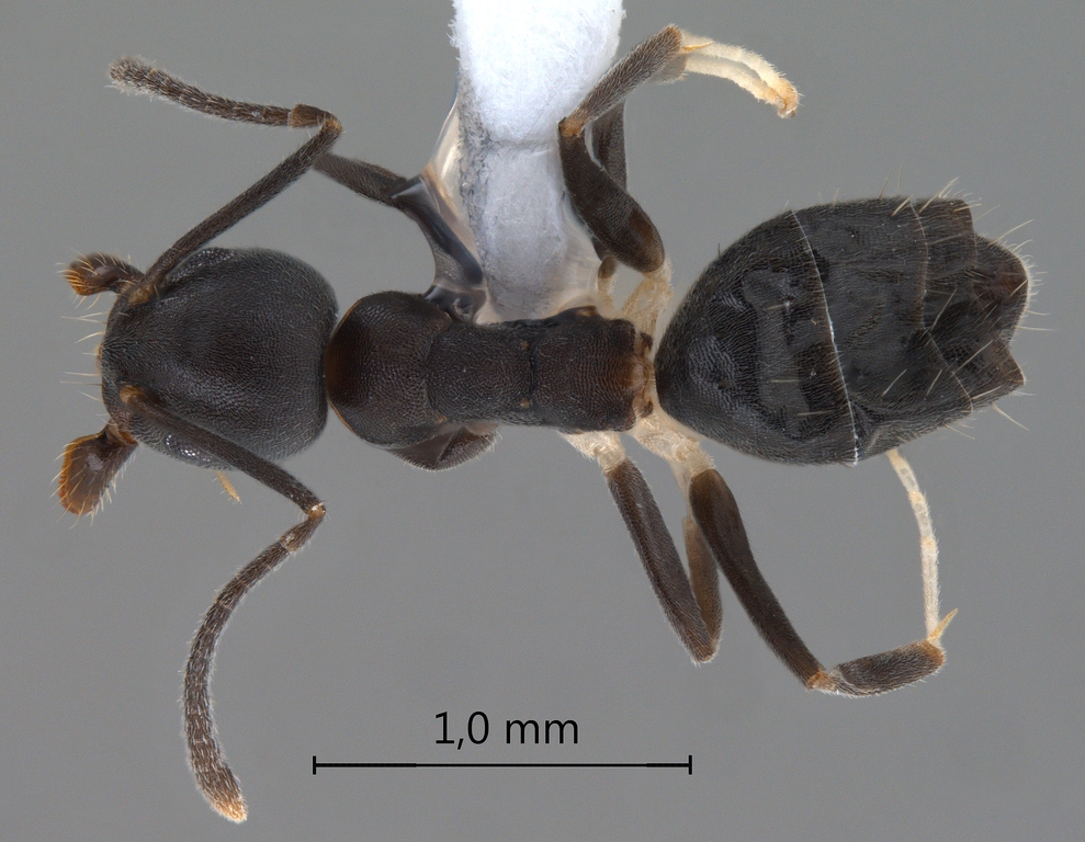 Foto Technomyrmex hades Bolton, 2007 dorsal