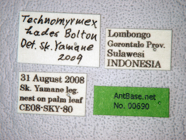 Foto Technomyrmex hades Bolton, 2007 Label