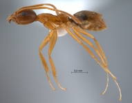 Technomyrmex horni Forel, 1912 lateral