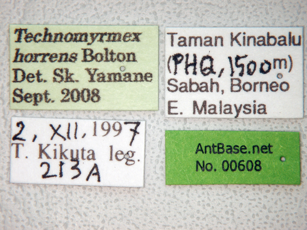 Foto Technomyrmex horrens Bolton, 2007 Label