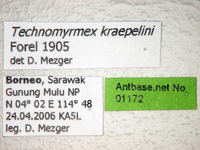 Technomyrmex kraepelini Forel, 1905 Label