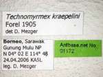 Technomyrmex kraepelini Forel, 1905 Label