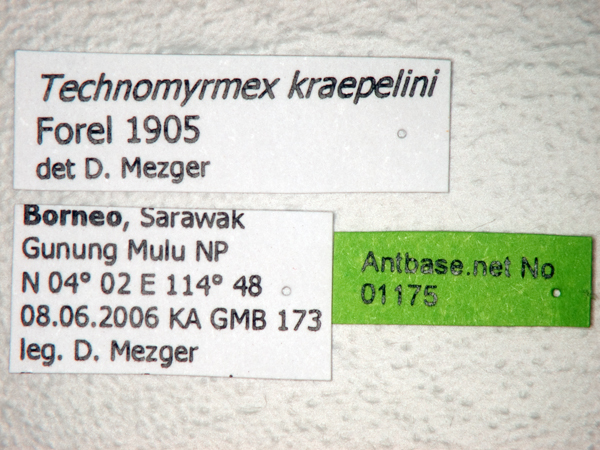 Foto Technomyrmex kraepelini Forel, 1905 Label