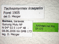 Technomyrmex kraepelini Forel, 1905 Label