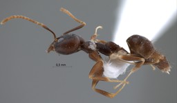 Technomyrmex kraepelini Forel, 1905 lateral