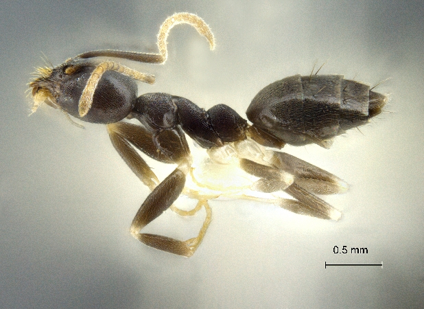 Technomyrmex kraepelini Forel, 1905 lateral