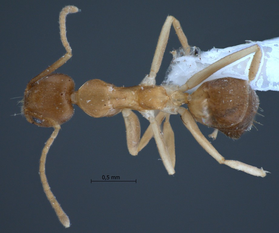 Foto Technomyrmex lisae Forel, 1913 dorsal