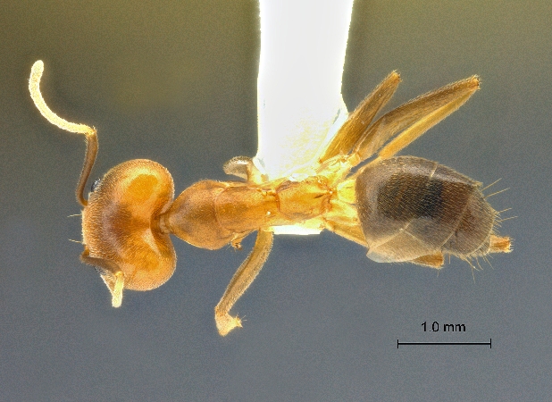 Technomyrmex lisae Forel, 1913 dorsal