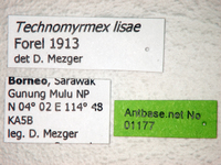 Technomyrmex lisae Forel, 1913 Label