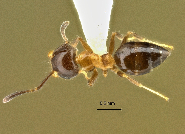 Technomyrmex mandibularis Bolton, 2007 dorsal