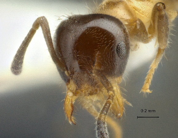 Technomyrmex mandibularis Bolton, 2007 frontal