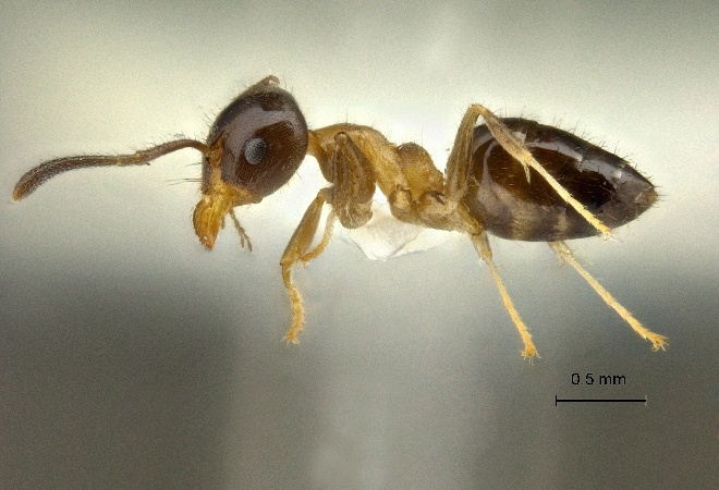 Technomyrmex mandibularis Bolton, 2007 lateral