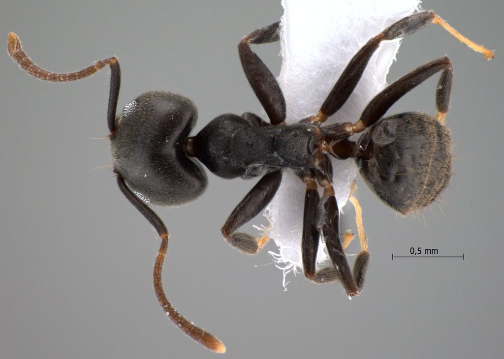 Foto Technomyrmex modiglianii Emery, 1900 dorsal