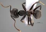 Technomyrmex modiglianii Emery, 1900 dorsal