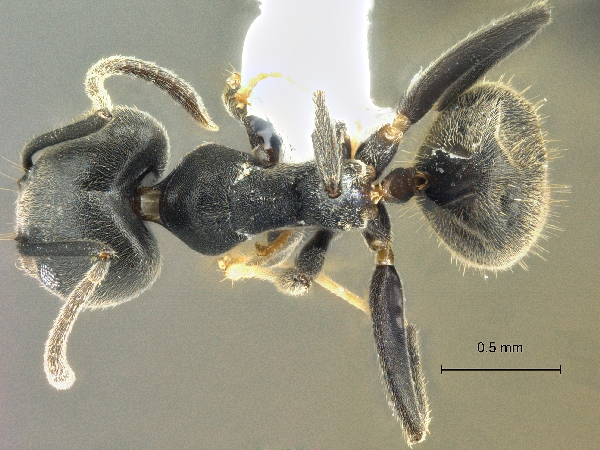 Technomyrmex modiglianii Emery, 1900 dorsal