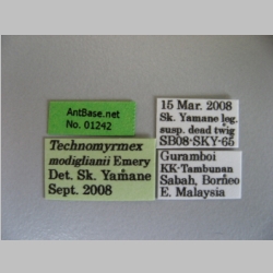 Technomyrmex modiglianii Emery, 1900 Label