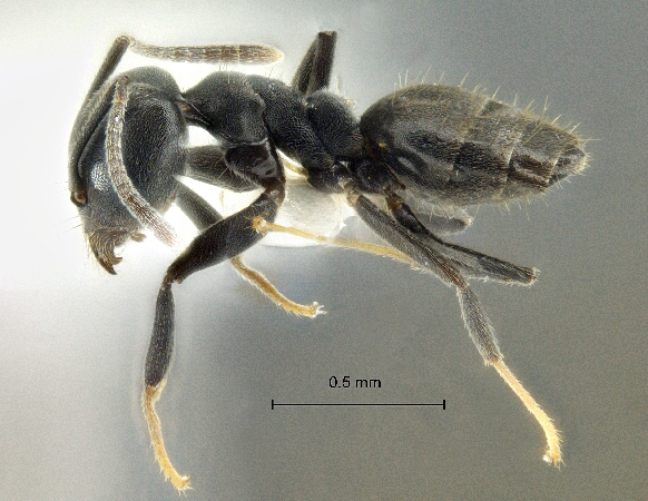 Technomyrmex modiglianii Emery, 1900 lateral