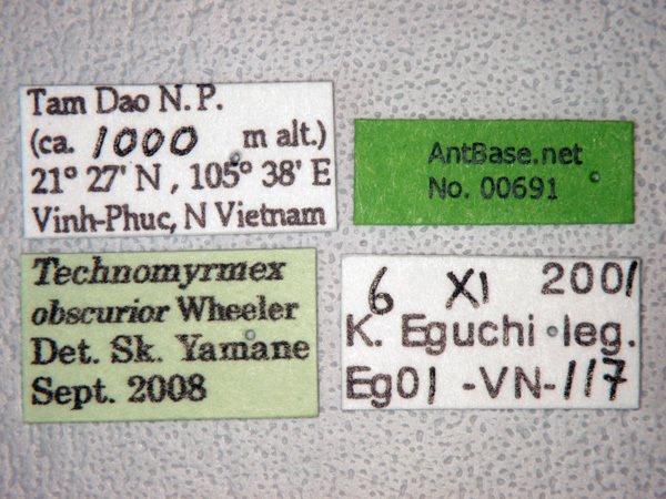 Foto Technomyrmex obscurior Wheeler, 1928 Label