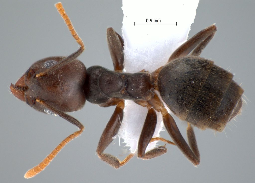 Foto Technomyrmex pratensis Smith, 1860 dorsal