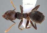 Technomyrmex pratensis Smith, 1860 dorsal