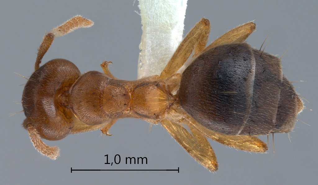 Foto Technomyrmex pratensis Smith, 1860 dorsal