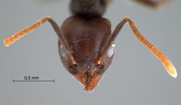 Technomyrmex pratensis Smith, 1860 frontal