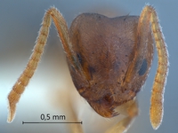 Technomyrmex pratensis Smith, 1860 frontal