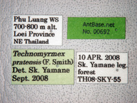 Technomyrmex pratensis Smith, 1860 Label