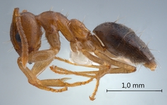 Technomyrmex pratensis Smith, 1860 lateral