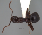 Technomyrmex reductus Bolton, 2007 dorsal