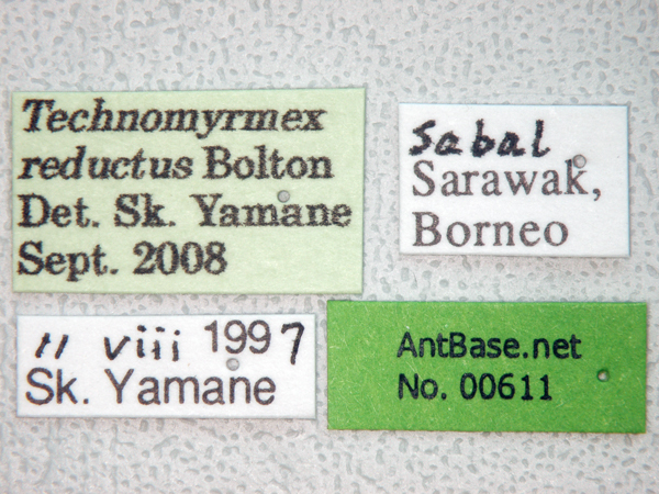 Foto Technomyrmex reductus Bolton, 2007 Label