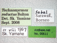 Technomyrmex reductus Bolton, 2007 Label