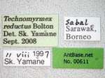 Technomyrmex reductus Bolton, 2007 Label