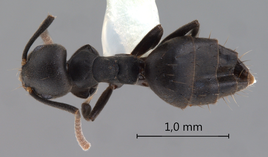 Foto Technomyrmex rotundiceps Karavaiev, 1926 dorsal