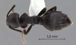 Technomyrmex rotundiceps Karavaiev, 1926 dorsal