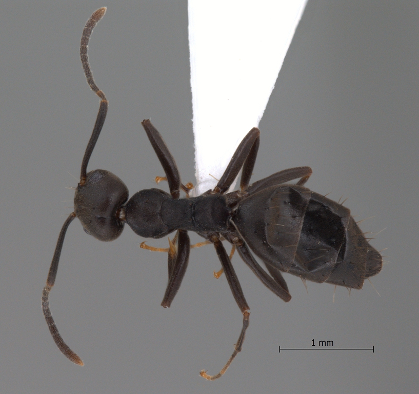 Foto Technomyrmex subgracilis Bolton, 2007 dorsal