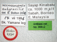 Technomyrmex subgracilis Bolton, 2007 Label