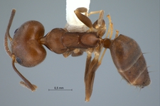 Technomyrmex sundaicus Emery, 1900 dorsal