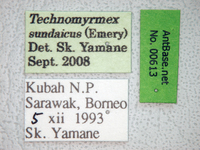 Technomyrmex sundaicus Emery, 1900 Label