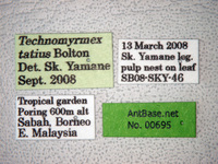 Technomyrmex tatius Bolton, 2007 Label