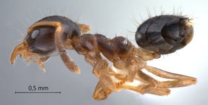 Technomyrmex tatius Bolton, 2007 lateral