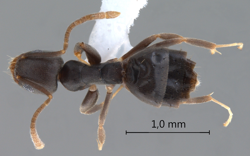 Foto Technomyrmex vitiensis Mann, 1921 dorsal