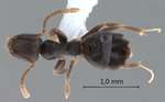 Technomyrmex vitiensis Mann, 1921 dorsal