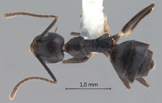 Technomyrmex wheeleri Emery, 1909 dorsal