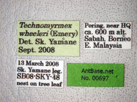 Technomyrmex wheeleri Emery, 1909 Label