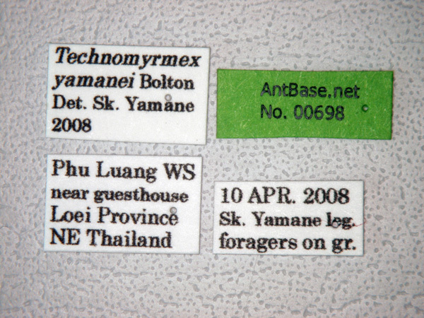 Foto Technomyrmex yamanei Bolton, 2007 Label