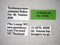 Technomyrmex yamanei Bolton, 2007 Label