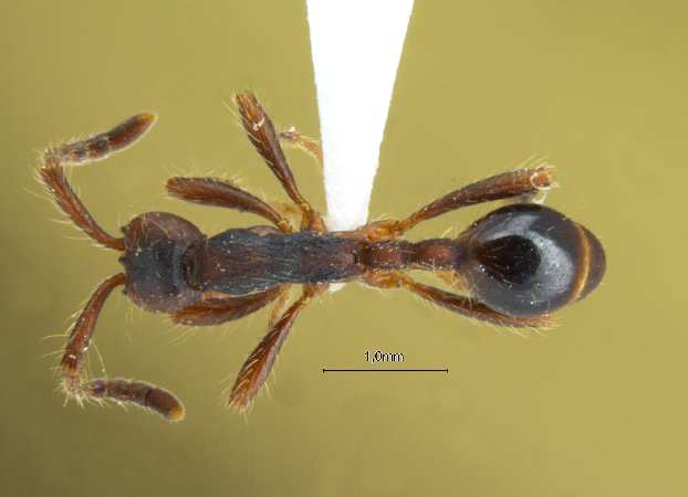 Aenictus aitkenii Forel, 1901 dorsal